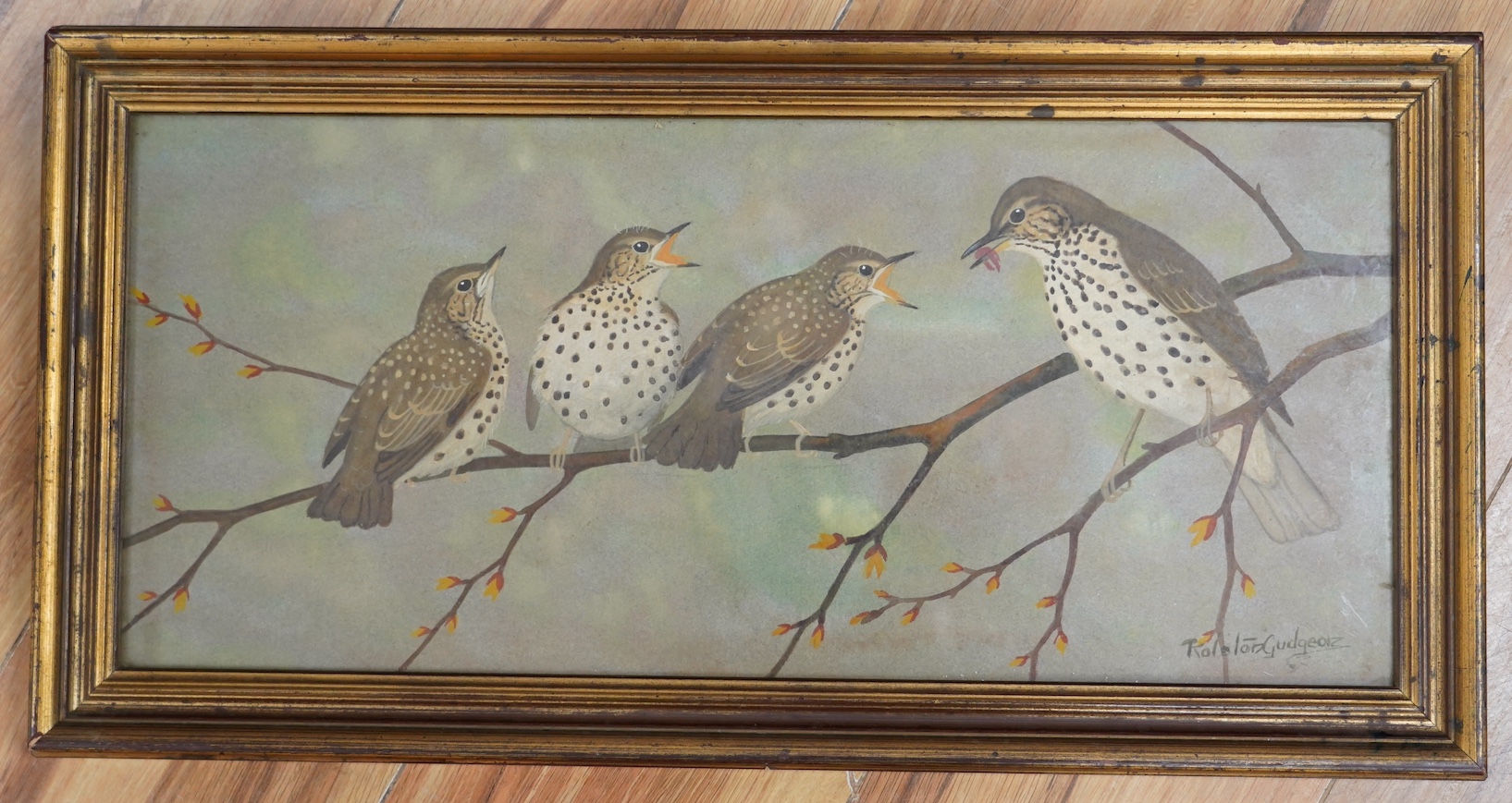 Ralston Gudgeon (Scottish, 1910-1984), watercolour, Study of four Thrushes on a branch, signed, 22 x 50cm. Condition - poor to fair